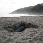 Leatherback turtle digging a nest (Trinidad). <a href="https://www.johnreynolds.org/">© John D Reynolds</a>