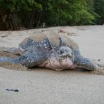 Leatherback turtle making its way back to the ocean (Trinidad). <a href="https://www.johnreynolds.org/">© John D Reynolds</a>