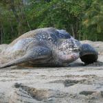 Leatherback turtle hauling out onto a beach (Trinidad). <a href="https://www.johnreynolds.org/">© John D Reynolds</a>
