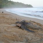Leatherback turtle hauling out onto a beach (Trinidad). <a href="https://www.johnreynolds.org/">© John D Reynolds</a>