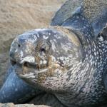 Leatherback turtle - close-up showcasing its distinctive jaws (Trinidad). <a href="https://www.johnreynolds.org/">© John D Reynolds</a>