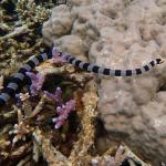 A New Caledonian sea krait hunts in a reef ( Ile aux canards, New Caledonia). © Claire Goiran