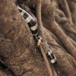 New Caledonian sea krait in a tree (Amédée Islet, New Caledonia). © Isaac Clarey