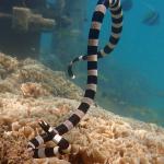 A New Caledonian sea krait hunts around a man-made structure (Baie des citrons, New Caledonia). © Claire Goiran
