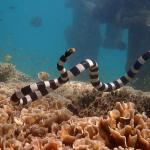 New Caledonian sea krait (Baie des citrons, New Caledonia). © Claire Goiran