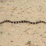 New Caledonian sea krait moves along a beach (Amédée Islet, New Caledonia). © Isaac Clarey