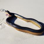 Yellow-bellied sea snake (Jervis Bay, New South Wales, Australia). © Dion Maple