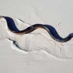 Yellow-bellied sea snake (Jervis Bay, New South Wales, Australia). © Dion Maple