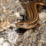 Newman's speckled skink (Kahurangi National Park). <a href="https://www.flickr.com/photos/151723530@N05/page3">© Carey Knox</a>