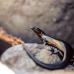 Shore skink on boulder beach (Kawhitu/Stanley Island, Mercury group, Coromandel). <a href="https://www.flickr.com/photos/theylooklikeus">© Jake Osborne</a>