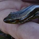 Small-eared skink (Stewart Island). © Rowan Hindmarsh-Walls