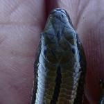 Headshot of the small-eared skink showing scalation (Stewart Island). © Rowan Hindmarsh-Walls