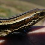 Small-eared skink (Stewart Island). © Rowan Hindmarsh-Walls