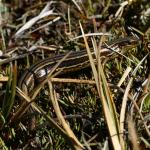 A small-eared skink amongst alpine vegetation (Stewart Island). © Rowan Hindmarsh-Walls