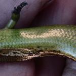 Ventral surface of the small-eared skink (Stewart Island). © Rowan Hindmarsh-Walls