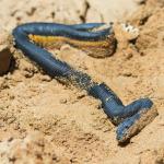 A beach-wrecked yellow-bellied sea snake (Torquay, Victoria, Australia). © Geoff Gates