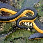 Yellow-bellied sea snake (Costa Rica). <a href="https://www.flaxington.com/">© William Flaxington</a>