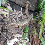 Chevron skink basking on leaf litter (Aotea / Great Barrier Island). <a href="https://www.instagram.com/nickharker.nz/">© Nick Harker</a> 