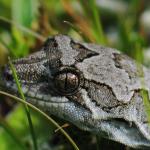 Headshot of a cupola gecko (Nelson Lakes National Park). © Roger Waddell.