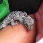 Cupola gecko in hand (Nelson Lakes National Park). © Roger Waddell.