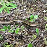 Falla's skink (Three Kings Islands, Northland). © Ben Barr