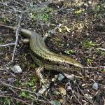 Falla's skink (Three Kings Islands, Northland). © Ben Barr