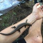 An adult Falla's skink rests on a forearm; demonstrating the large size attained by this species (Three Kings Islands, Northland). © Ben Barr