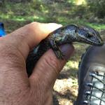 An adult Falla's skink in hand (Three Kings Islands, Northland). © Ben Barr
