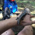 An adult Falla's skink rests on a hand after processing (Three Kings Islands, Northland). © Ben Barr