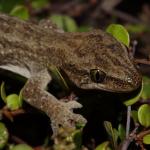 Korowai gecko (Muriwai beach, Auckland). <a href="https://www.instagram.com/nickharker.nz/">© Nick Harker</a>