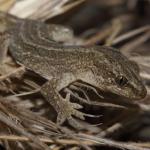 Korowai gecko juvenile (Muriwai beach, Auckland). <a href="https://www.instagram.com/nickharker.nz/">© Nick Harker</a>