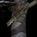 A forest gecko climbs down a tānekaha (Phyllocladus trichomanoides) in its search for food (Waitakere Ranges, Auckland). <a href="https://www.instagram.com/tim.harker.nz/">© Tim Harker</a>