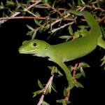 An elegant gecko uses its tail to grip as it perches at the edge of a mānuka branch (Rodney District, Auckland). <a href="https://www.instagram.com/tim.harker.nz/">© Tim Harker</a>