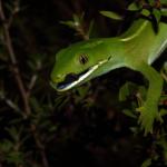 An elegant gecko showcases its distinctive blue mouth and black tongue as it cleans its eye  (Waitakere Ranges, Auckland). <a href="https://www.instagram.com/tim.harker.nz/">© Tim Harker</a>