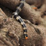 New Caledonian sea krait climbs down a tree (Amédée Islet, New Caledonia). © Isaac Clarey