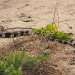 New Caledonian sea krait moves through coastal vegetation (Amédée Islet, New Caledonia). © Isaac Clarey