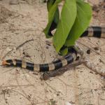 New Caledonian sea krait moves along the coastline (Amédée Islet, New Caledonia). © Isaac Clarey