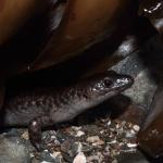 An egg-laying skink emerges from seaweed at dusk (Inner Hauraki Gulf). <a href="https://www.instagram.com/tim.harker.nz/">© Tim Harker</a>