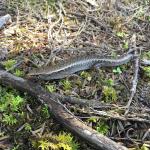 The 'Northland Islands' subspecies of ornate skink (Three Kings Islands, Northland). © Ben Barr