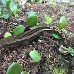 Three Kings gecko (Three Kings Islands, Northland). © Ben Barr