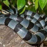 A yellow-lipped sea krait rests on a log (Pasir Putih, Komodo, Indonesia). © Massimiliano Finzi