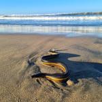 A beach-wrecked yellow-bellied sea snake (Guanacaste Province, Costa Rica). <a href="https://www.instagram.com/runofthemillss/">© Sophie Mills</a>