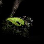 Northland green gecko (Bay of Islands, Northland). <a href="https://www.instagram.com/joelknightnz/">© Joel Knight</a>