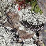 Otago skink (Western Form) <a href="https://www.instagram.com/joelknightnz/">© Joel Knight</a>