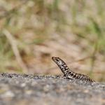 Otago skink (Western Form) <a href="https://www.instagram.com/joelknightnz/">© Joel Knight</a>