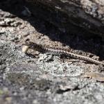 Otago skink (Western Form) eating a beetle larvae <a href="https://www.instagram.com/joelknightnz/">© Joel Knight</a>