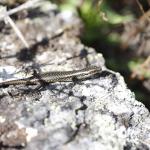 Western Grand Skink. <a href="https://www.instagram.com/joelknightnz/">© Joel Knight</a> 