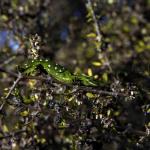 Jewelled Gecko (Central Otago) <a href="https://www.instagram.com/joelknightnz/">© Joel Knight</a>