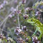 Jewelled Gecko (Central Otago) <a href="https://www.instagram.com/joelknightnz/">© Joel Knight</a>