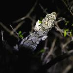 Schist gecko (Central Otago) <a href="https://www.instagram.com/joelknightnz/">© Joel Knight</a>